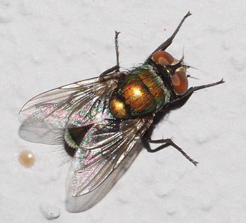 Lucilia cuprina